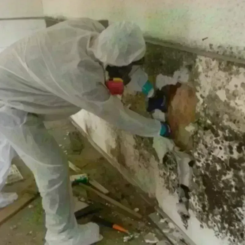 Mold Remediation and Removal in Chehalis, WA